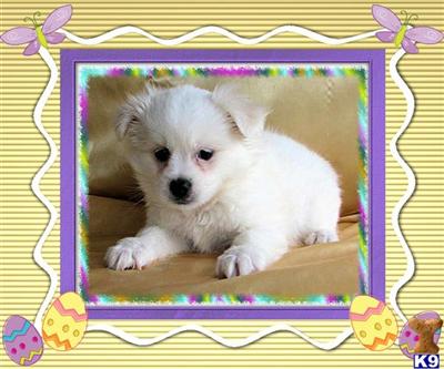 Mixed Breed Puppies for Sale